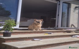 Mixed Breed dogs for sale: 2 boys left chow x frow - Image 5