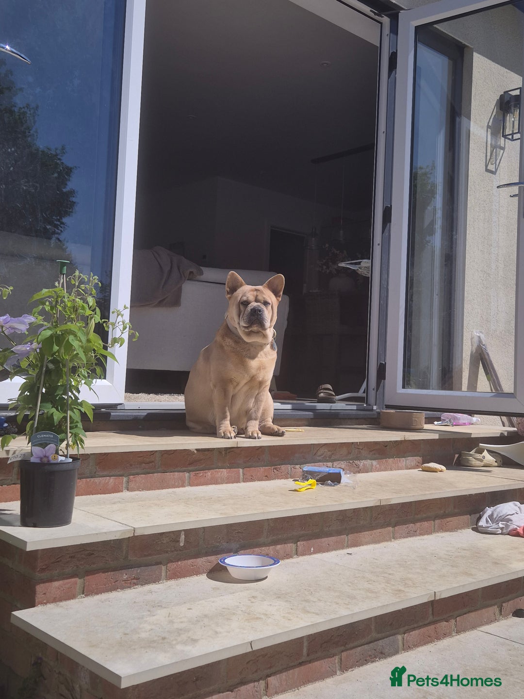 Mixed Breed dogs for sale: 2 boys left chow x frow - Image 5