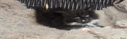 Maine Coon cats for sale: Adorable big Mainecoon babies  - Advert 15