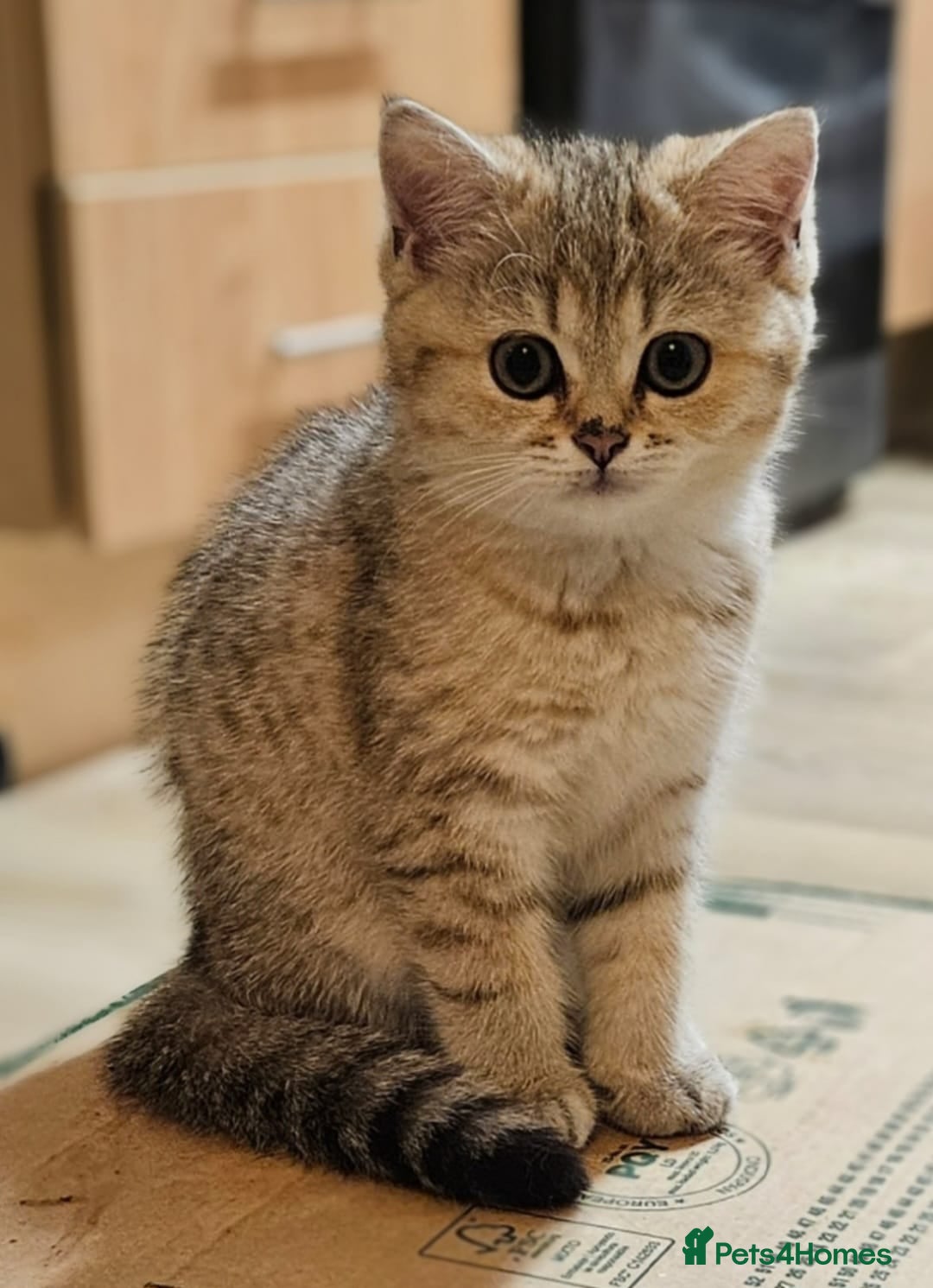 British Shorthair cats 💛🤍British Shorthair Kittens - White & Gold 🤍💛 - Advert 1