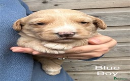 Labradoodle dogs for sale: Miniature Labradoodle Puppies ready 22/11/25 - Image 4