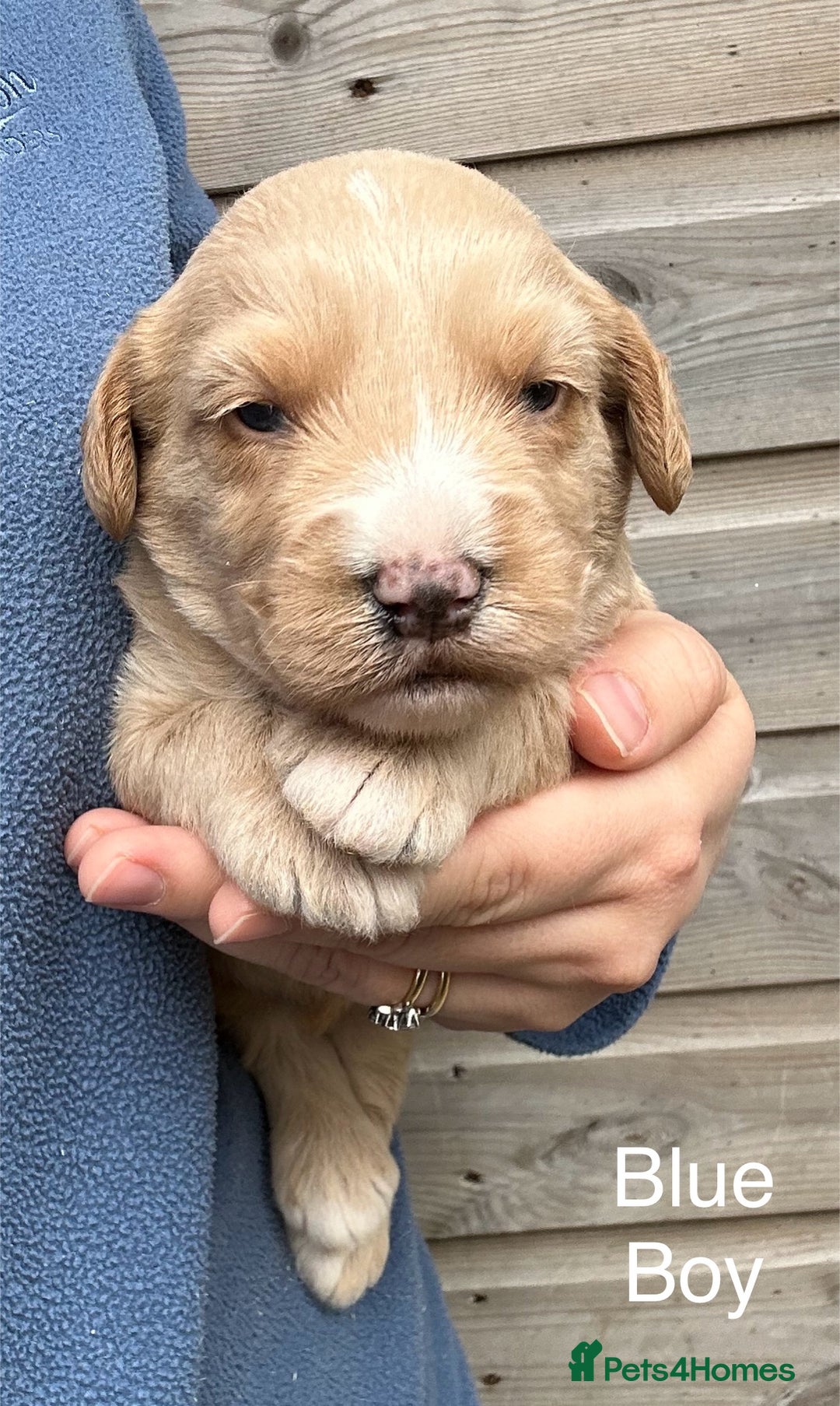 Labradoodle dogs for sale: Miniature Labradoodle Puppies ready 22/11/25 - Image 4