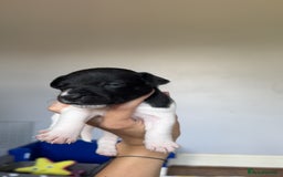 Jack Russell dogs for sale: Jack russell pups - Image 7