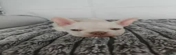 French Bulldog dogs for sale:  Exceptional French Bulldog Puppies - Advert 13