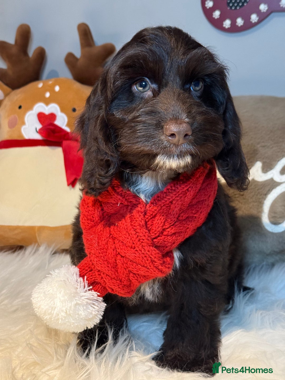 Cockapoo dogs for sale: F1 Cockapoo’s fully vaccinated  - Advert 2