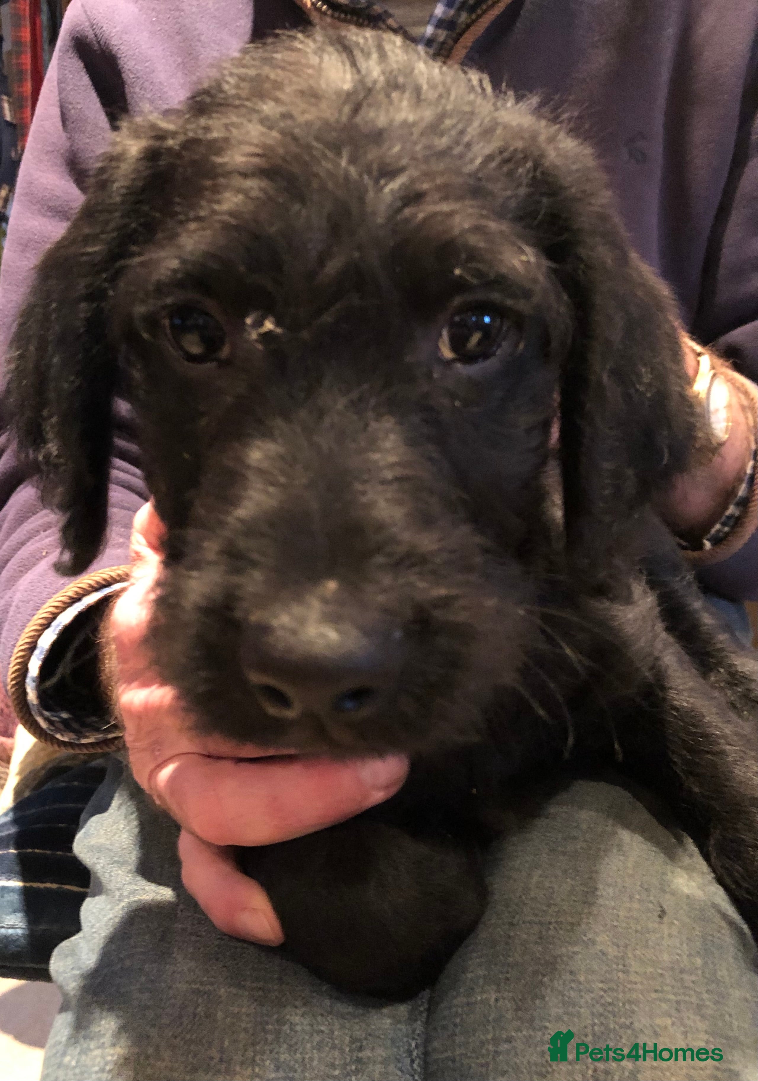 Labradoodle dogs READY NOW TOP QUALITY Standard F1 Labradoodles - Advert 14