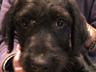 Labradoodle dogs READY NOW TOP QUALITY Standard F1 Labradoodles - Advert 14