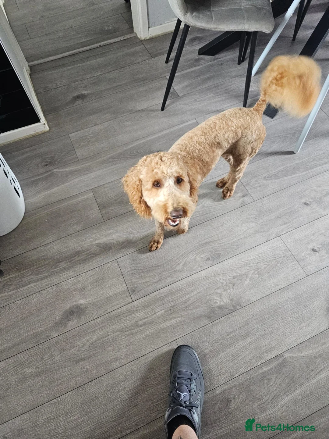 Mixed Breed dogs for sale: Health tested moyen poodle!  - Advert 2