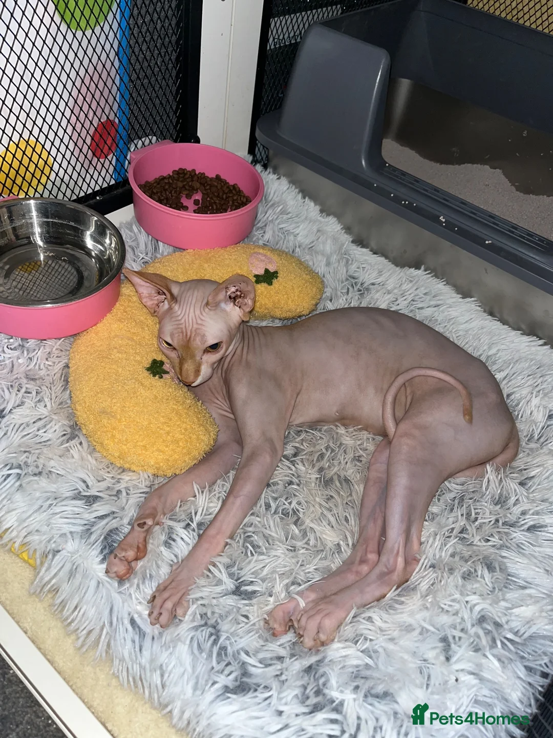 Sphynx cats for sale: Ginger Sphynx female for sale  - Advert 5