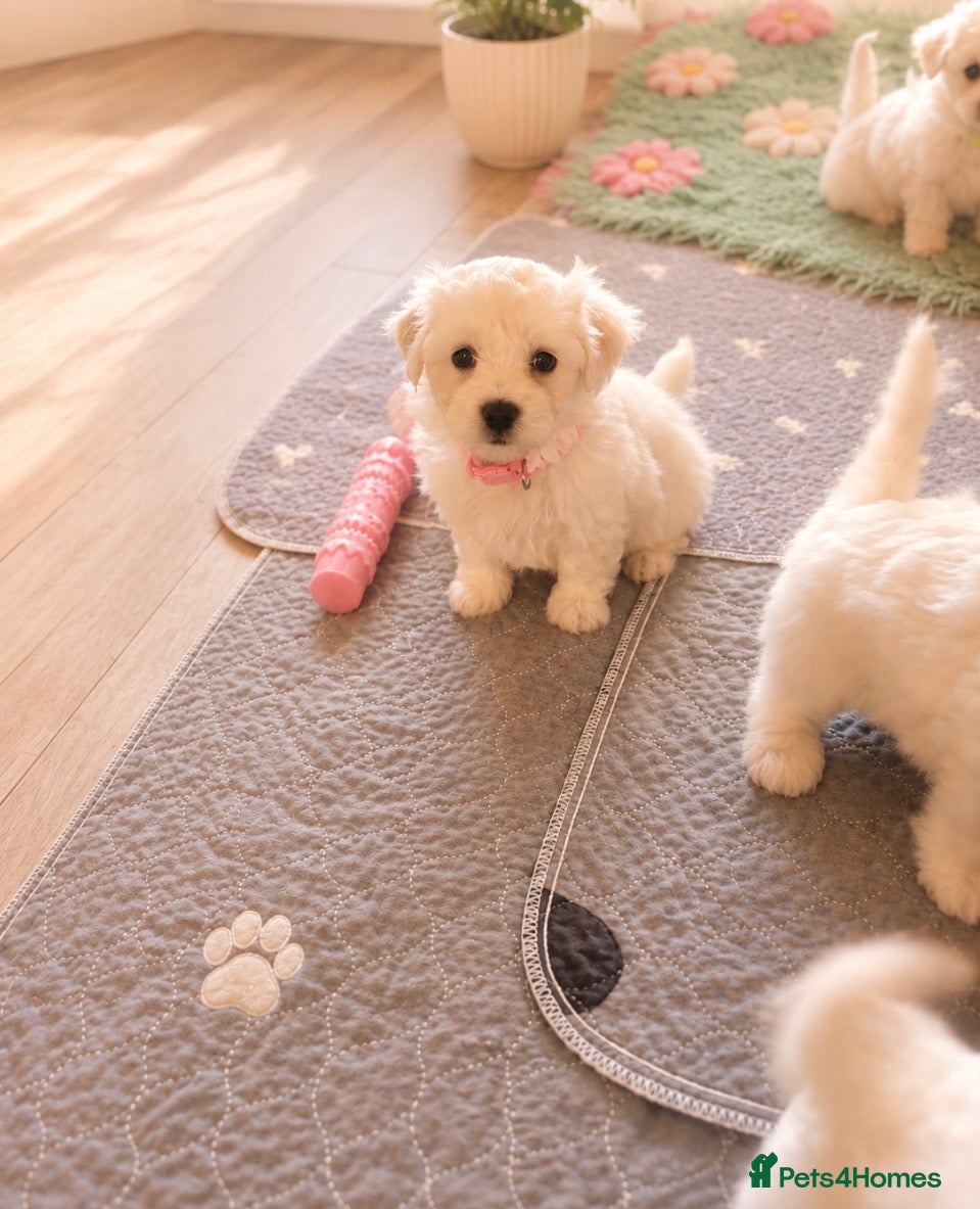 Mixed Breed dogs Very petite pretty Maltese x coton de Tuléar pups  - Advert 1