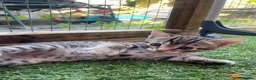 Bengal cats for sale: Bengal / British shorthair  - Advert 19