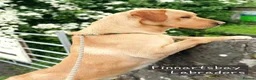 Labrador Retriever dogs for sale: Labrador Pups from Championship Lines - Advert 6