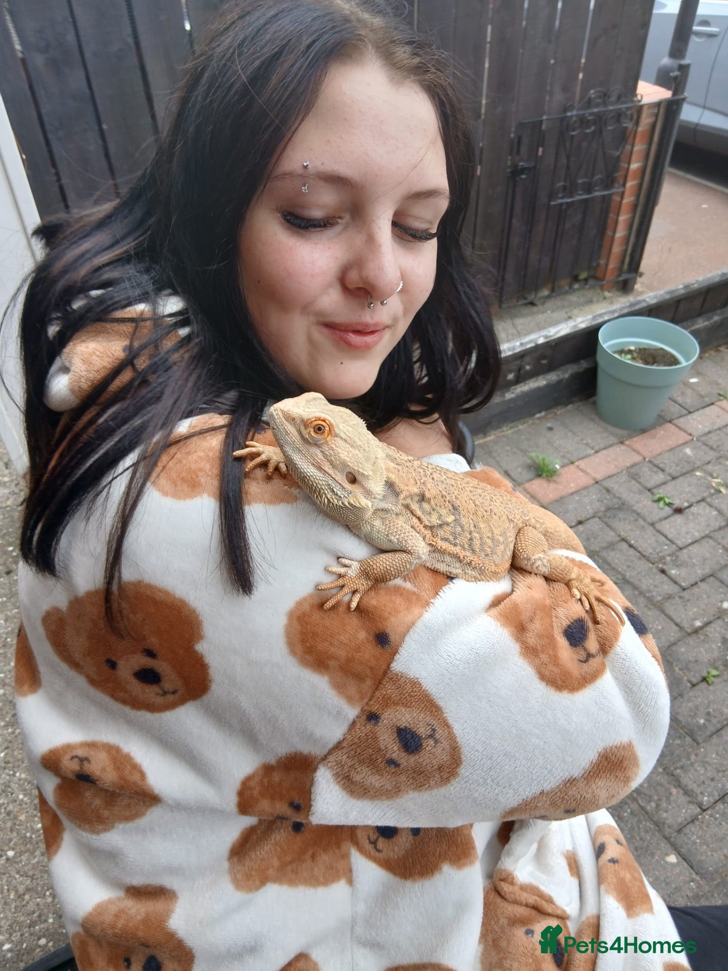 Bearded Dragon reptiles Bobby stunning 17 month old Male Bearded dragon  - Advert 1