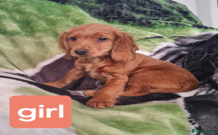 Cocker Spaniel dogs - Advert 11