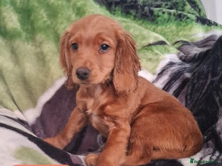 Cocker Spaniel dogs - Advert 23