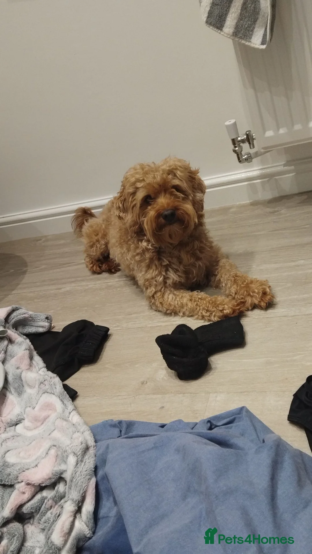 Cockapoo dogs for stud: Beautiful boy - Advert 2