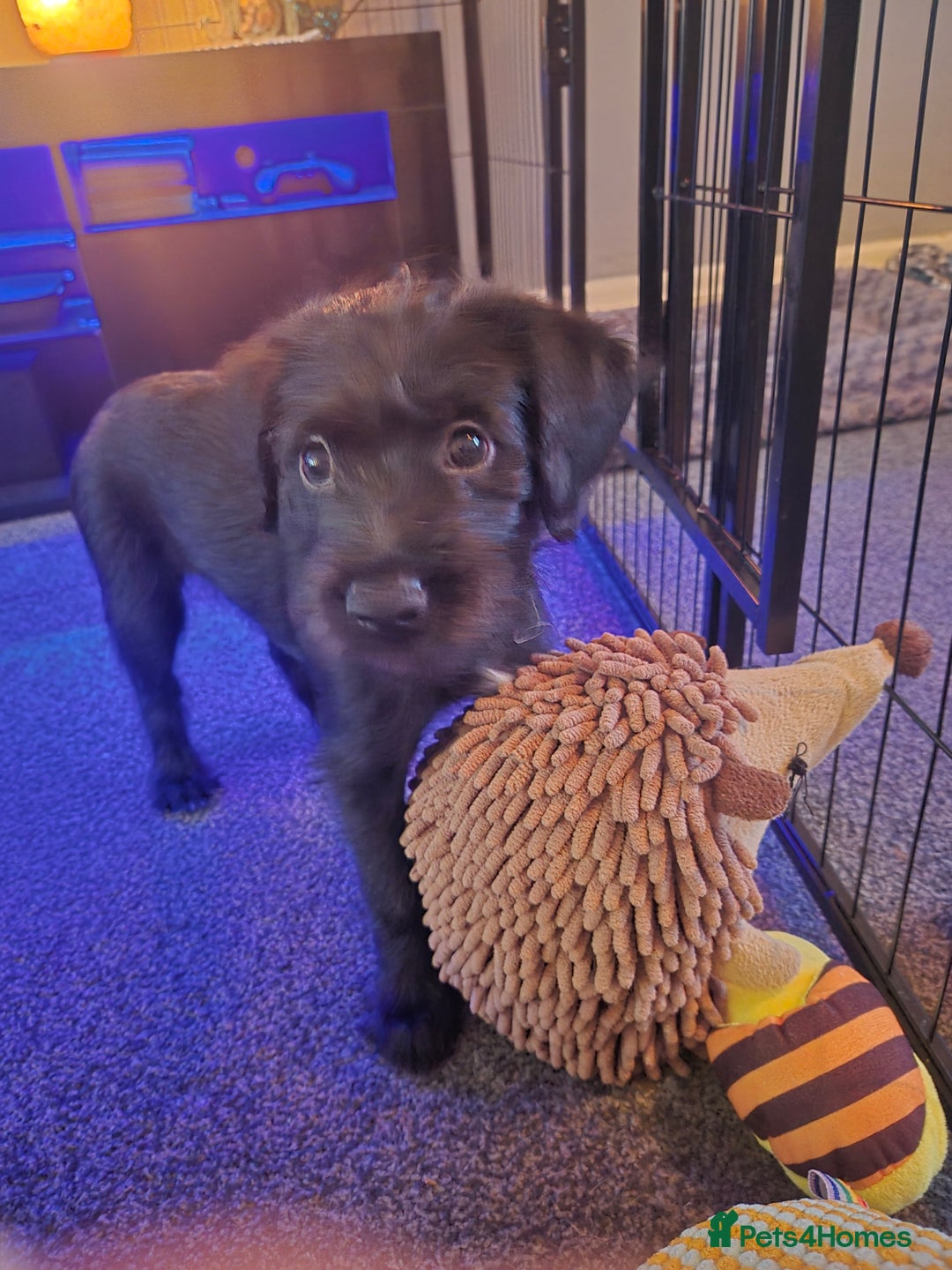 Mixed Breed dogs for sale: Labradoodle lurcher - Advert 4