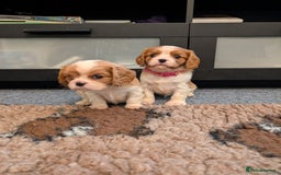 Cavalier King Charles Spaniel dogs for sale: KC Health Tested Cavalier King Charles Spaniels - Image 21