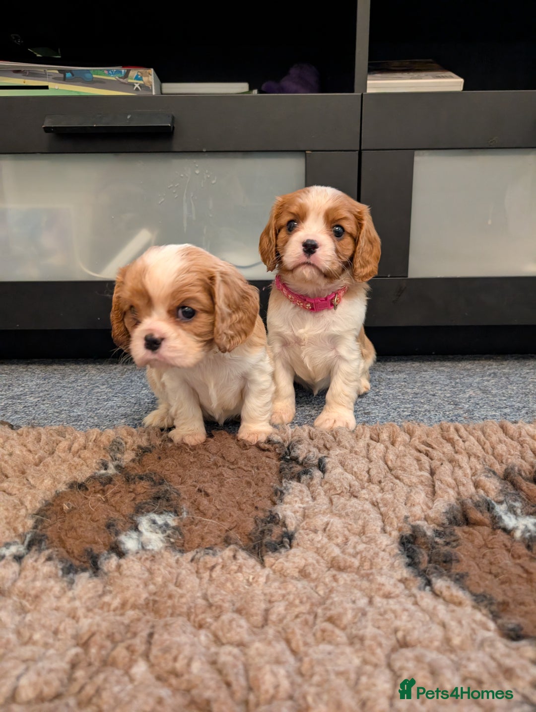 Cavalier King Charles Spaniel dogs for sale: KC Health Tested Cavalier King Charles Spaniels - Image 21