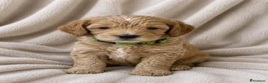 Cockapoo 4