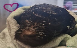 Labradoodle dogs for sale: Gorgeous miniature labradoodle puppies. - Image 6