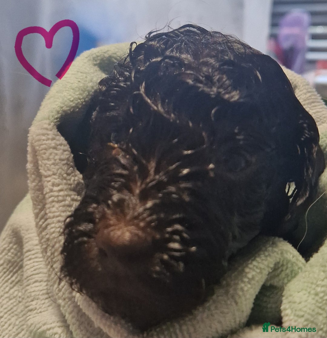 Labradoodle dogs for sale: Gorgeous miniature labradoodle puppies. - Image 6