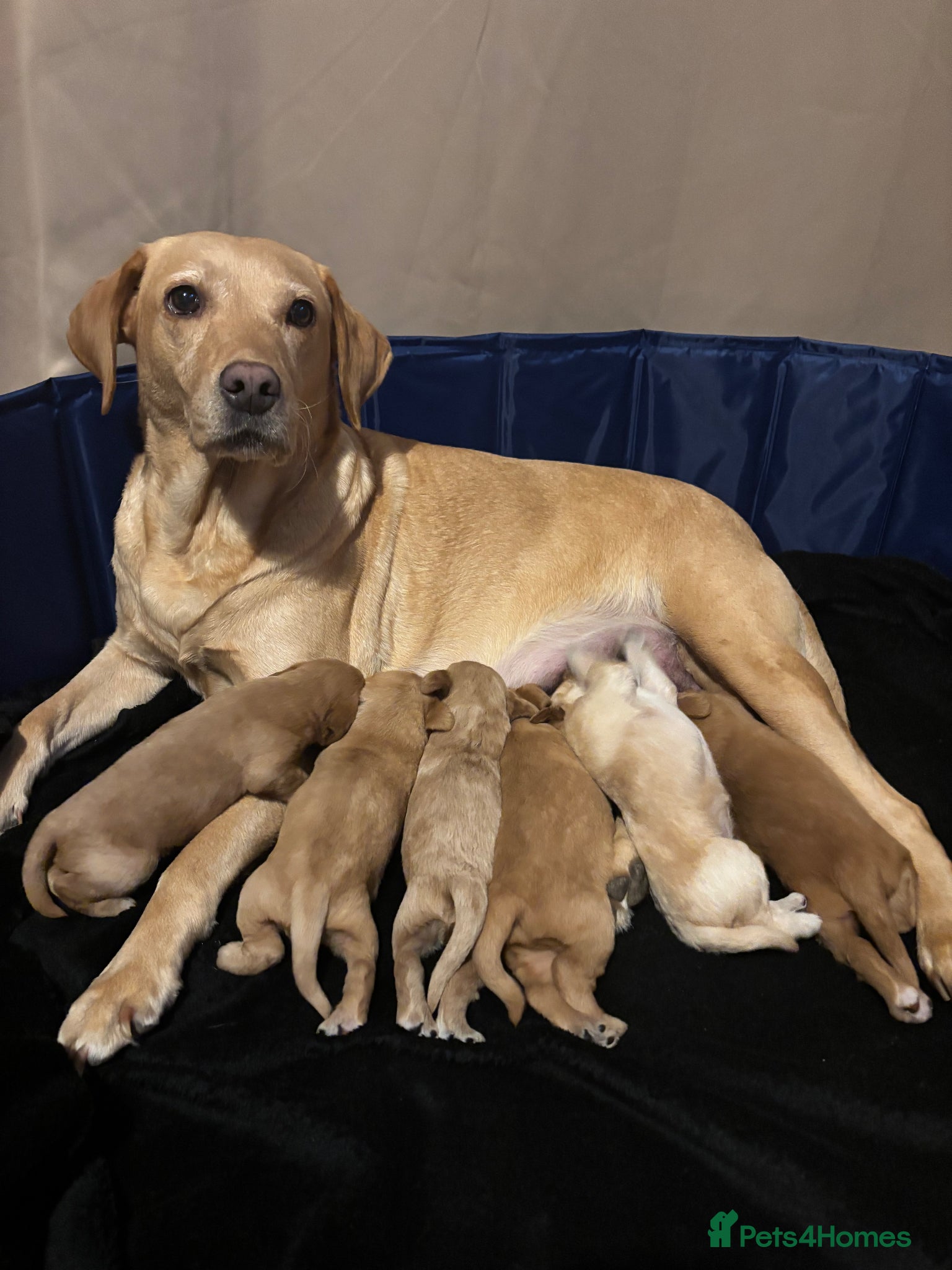 Labradoodle dogs for sale: ⭐️Labradoodle puppies⭐️ - Advert 1