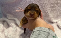 Cockapoo dogs for sale: F1 health clear stunning cockapoos - Image 14