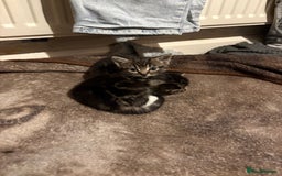 Domestic Shorthair cats for sale: Beautiful Litter of 4 Kittens - Image 3