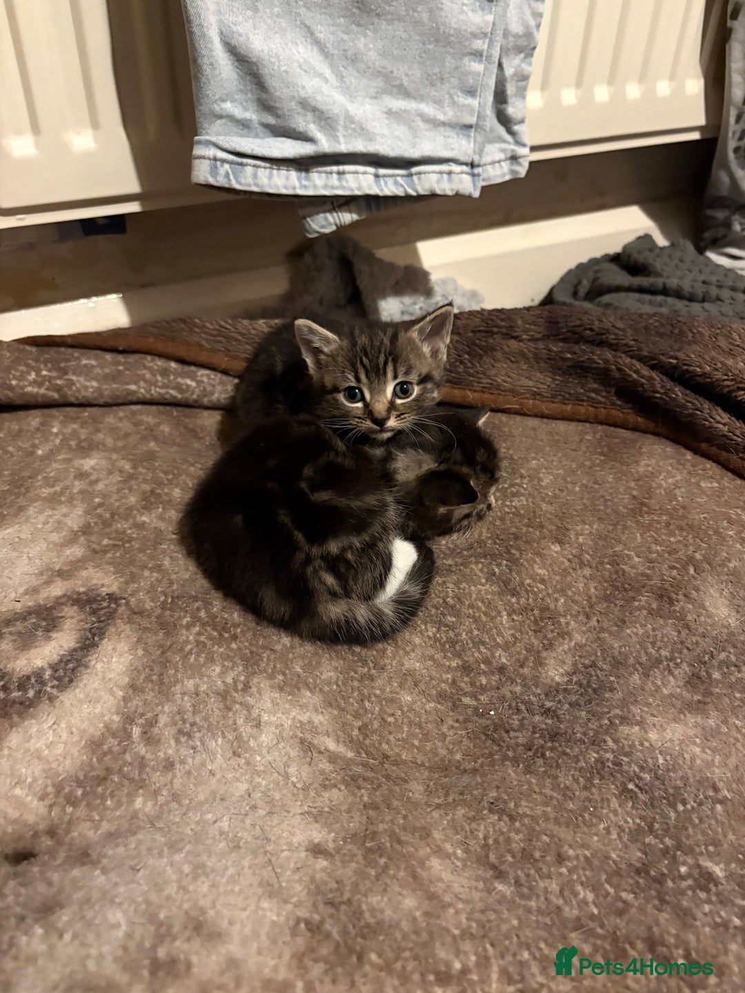 Domestic Shorthair cats for sale: Beautiful Litter of 4 Kittens - Image 3