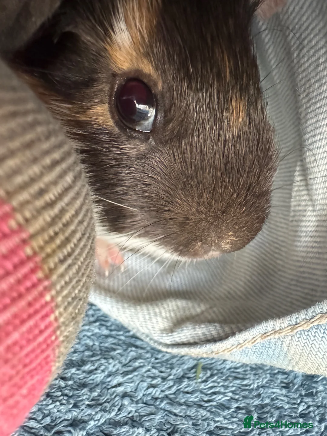 Guinea Pig rodents for sale: Two lovely boy guinea pigs in Heathfield - Advert 6