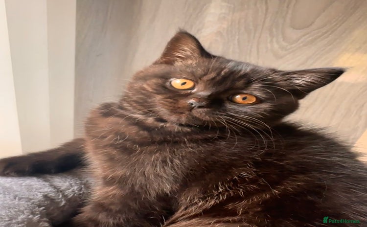 British Shorthair cats - Advert 5