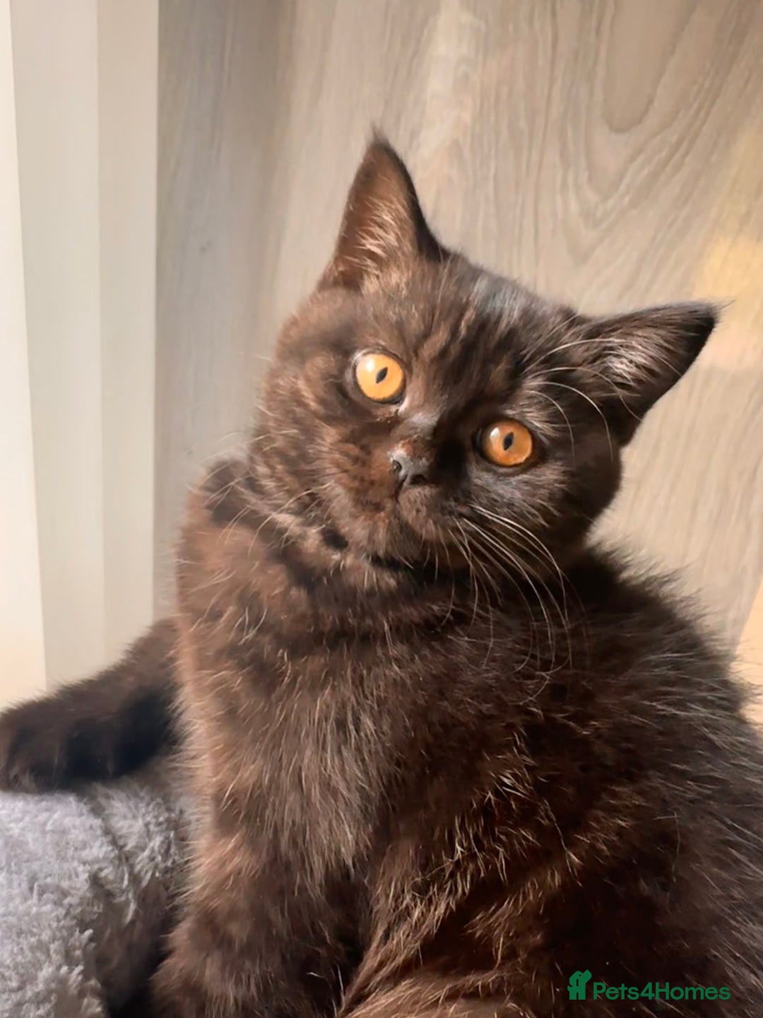 British Shorthair cats for sale: Take me home🏡, I need a loving family🙏❤️🥰🐈‍⬛ - Image 1