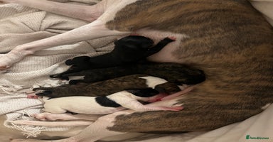 Whippet dogs - Advert 13