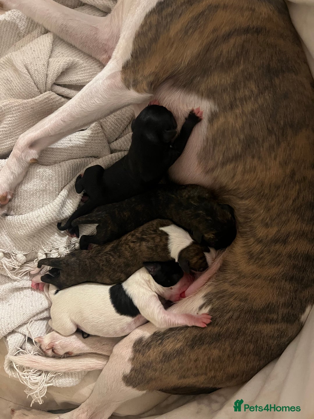 Whippet dogs for sale: Whippet Pups For Sale - Image 2