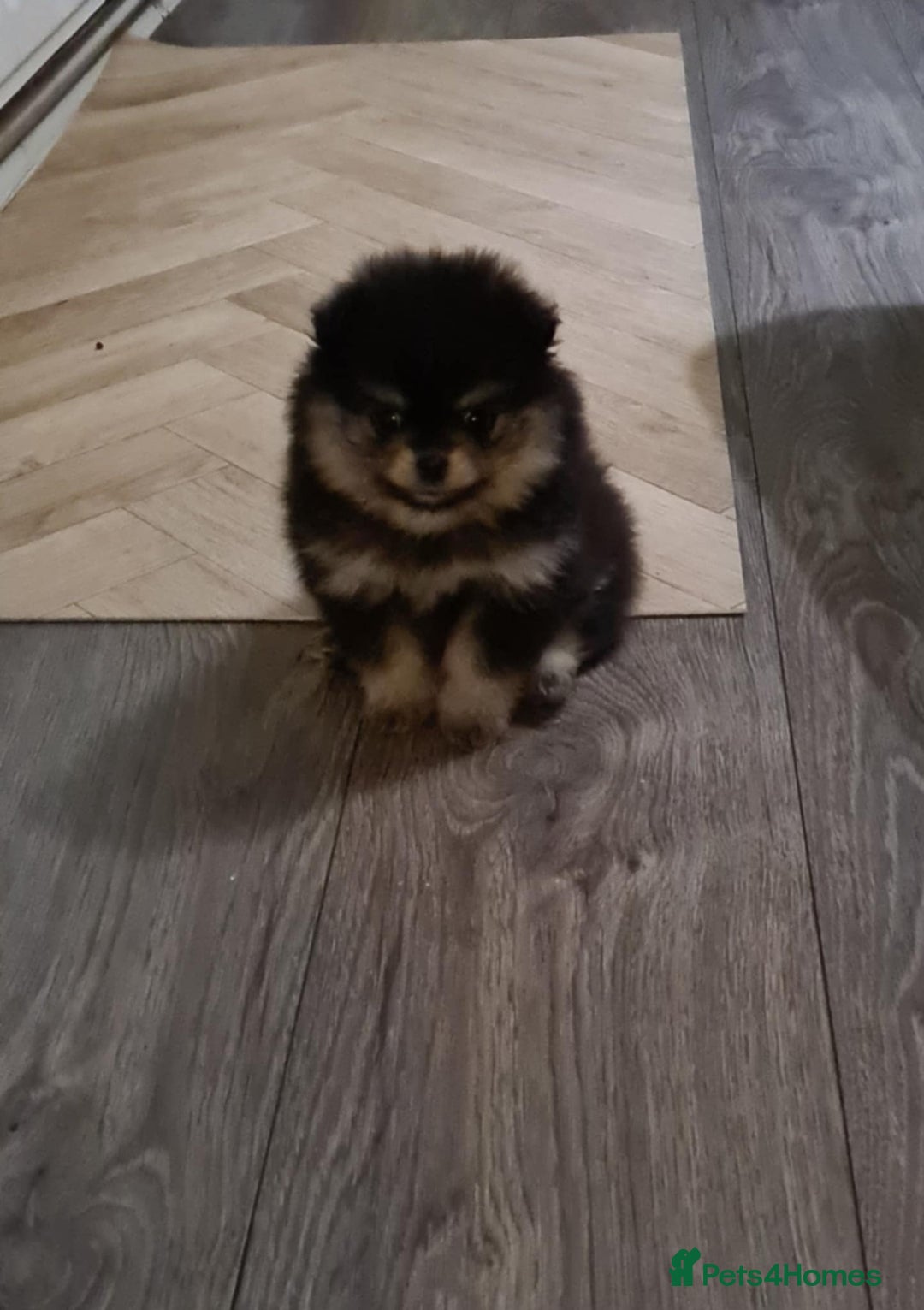 Pomeranian dogs for sale: 🐶 Sweet Black Pom Puppies, Ideal Family Friends - Advert 11