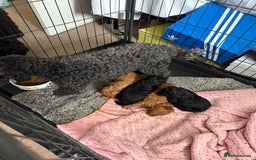 Toy Poodle dogs for sale: Four Beautiful Little Boys “Real Charmer’s “ - Image 25