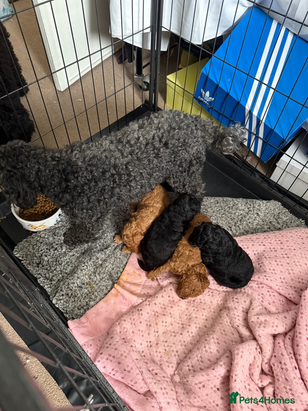 Toy Poodle dogs for sale: Four Beautiful Little Boys “Real Charmer’s “ - Image 25
