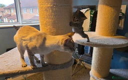 Savannah cats for sale: Gorgeous wee Savannah female (SBT) - Image 6