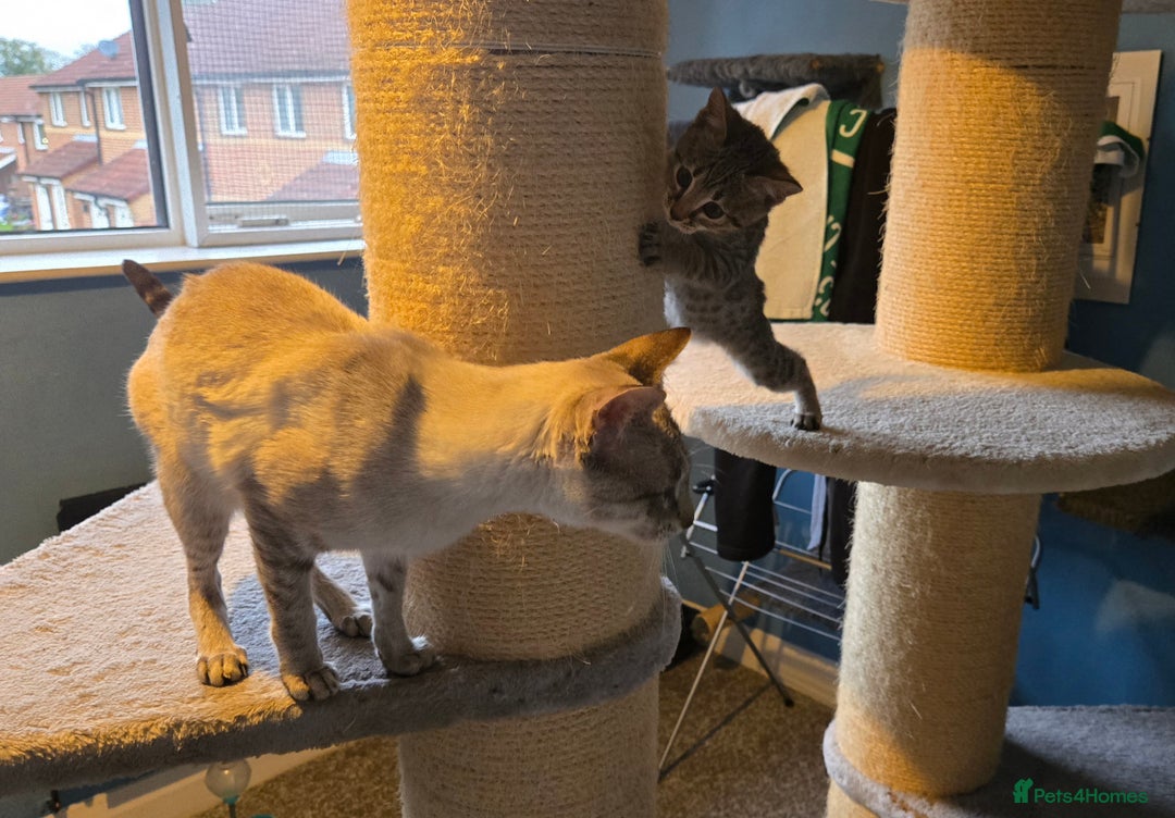 Savannah cats for sale: Gorgeous wee Savannah female (SBT) - Image 6