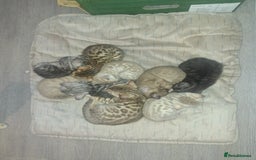 Bengal cats for sale: Beautiful bengal kittens  - Image 11