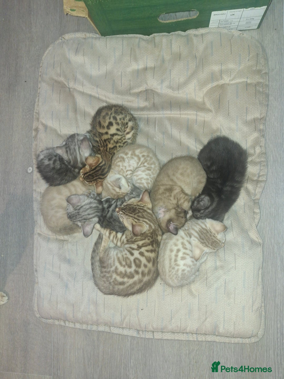 Bengal cats for sale: Beautiful bengal kittens  - Image 11