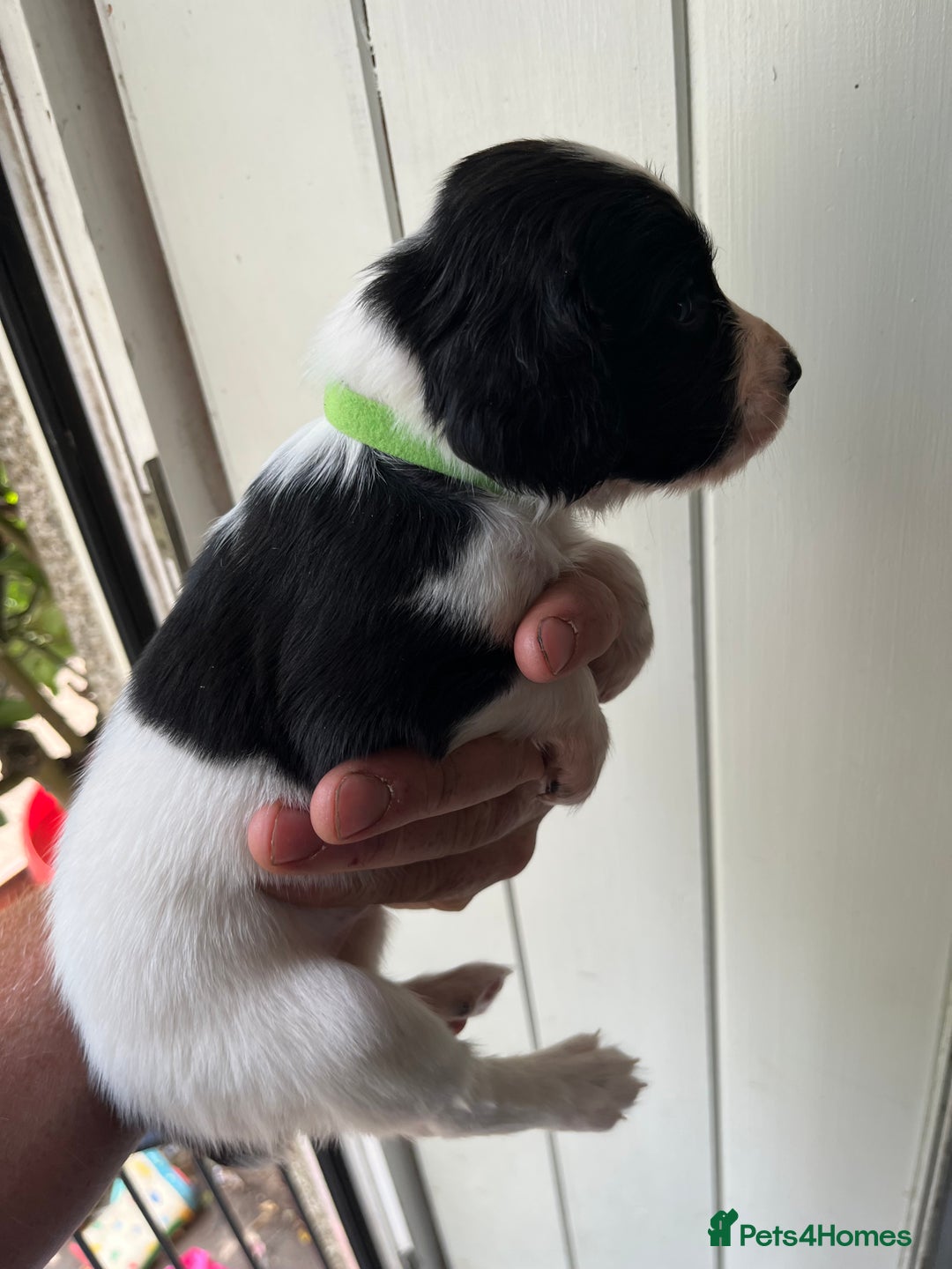English Springer Spaniel dogs for sale: KC registered English springer spaniel puppies  in Bedale - Image 24