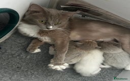 Ragdoll cats for sale: 🌟RAGDOLL KITTENS 🌟 - Image 12