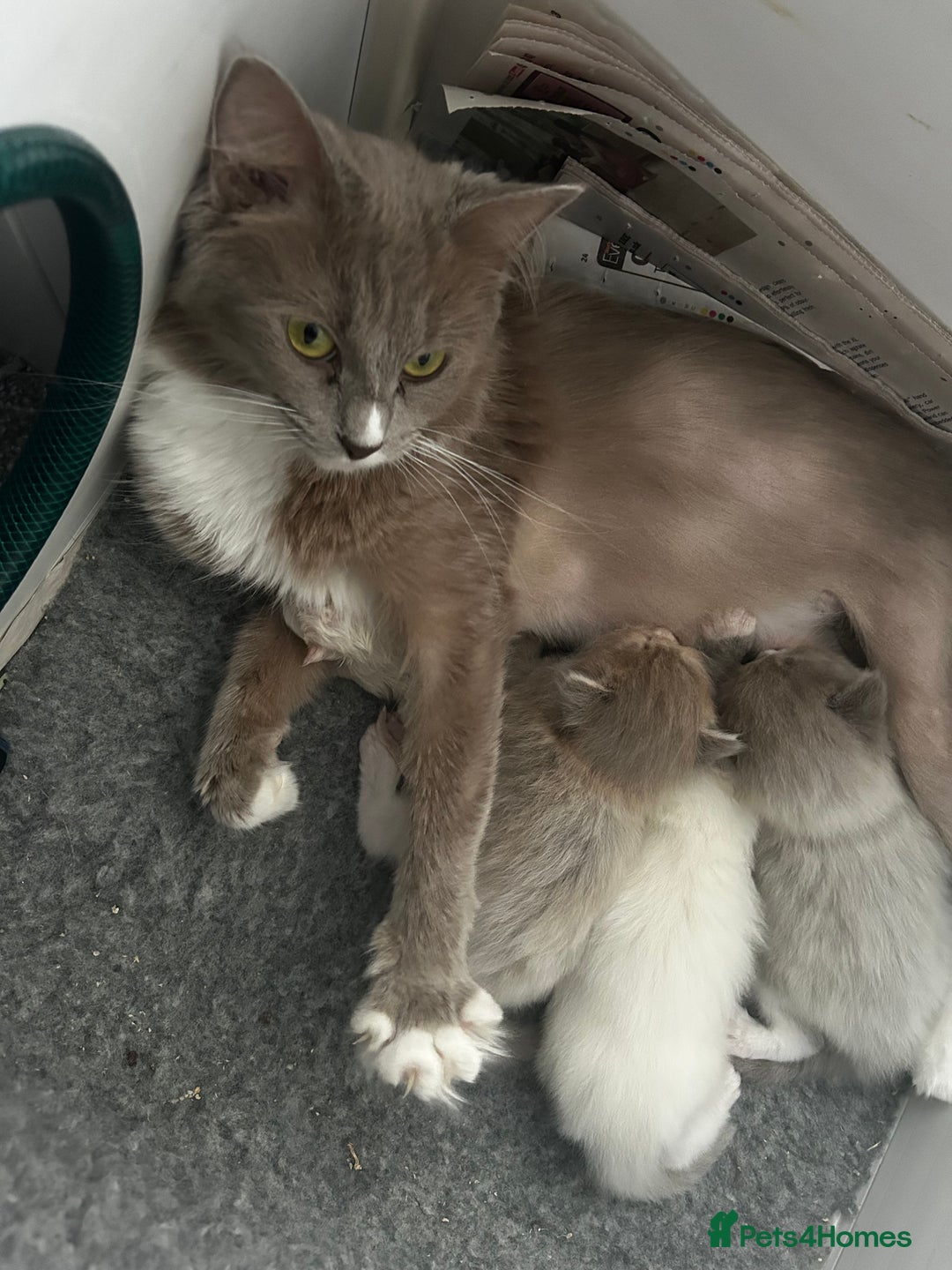 Ragdoll cats for sale: 🌟RAGDOLL KITTENS 🌟 - Image 12