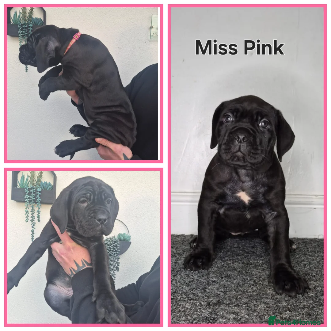 Cane Corso dogs for sale: ***REDUCED*** Cane Corso pups - Advert 10