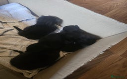 British Longhair cats for sale: 5 beautiful kittens for sale - Image 10