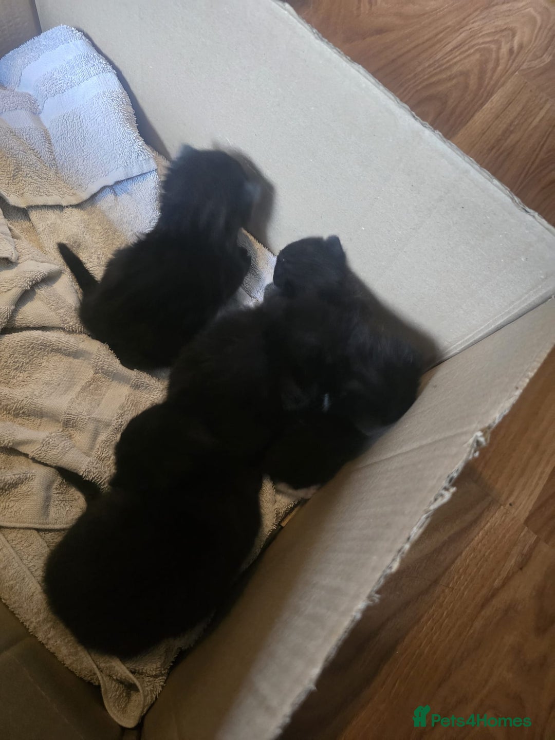British Longhair cats for sale: 5 beautiful kittens for sale - Image 10