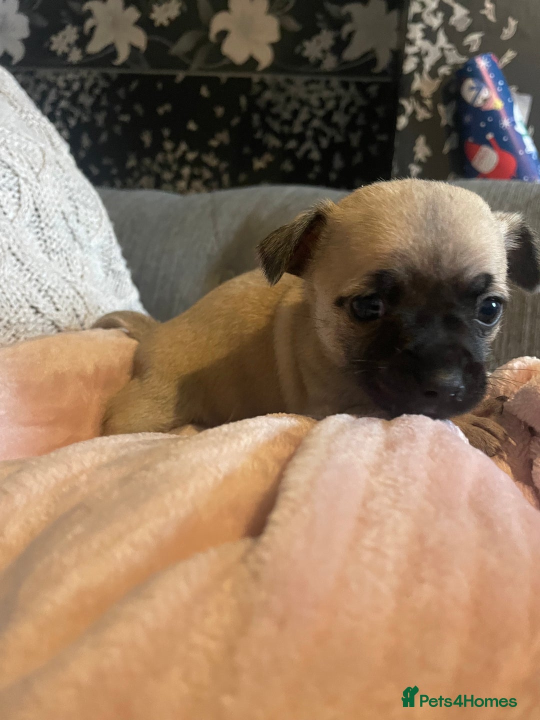 Chihuahua dogs for sale: Chihuahua puppies - Advert 8