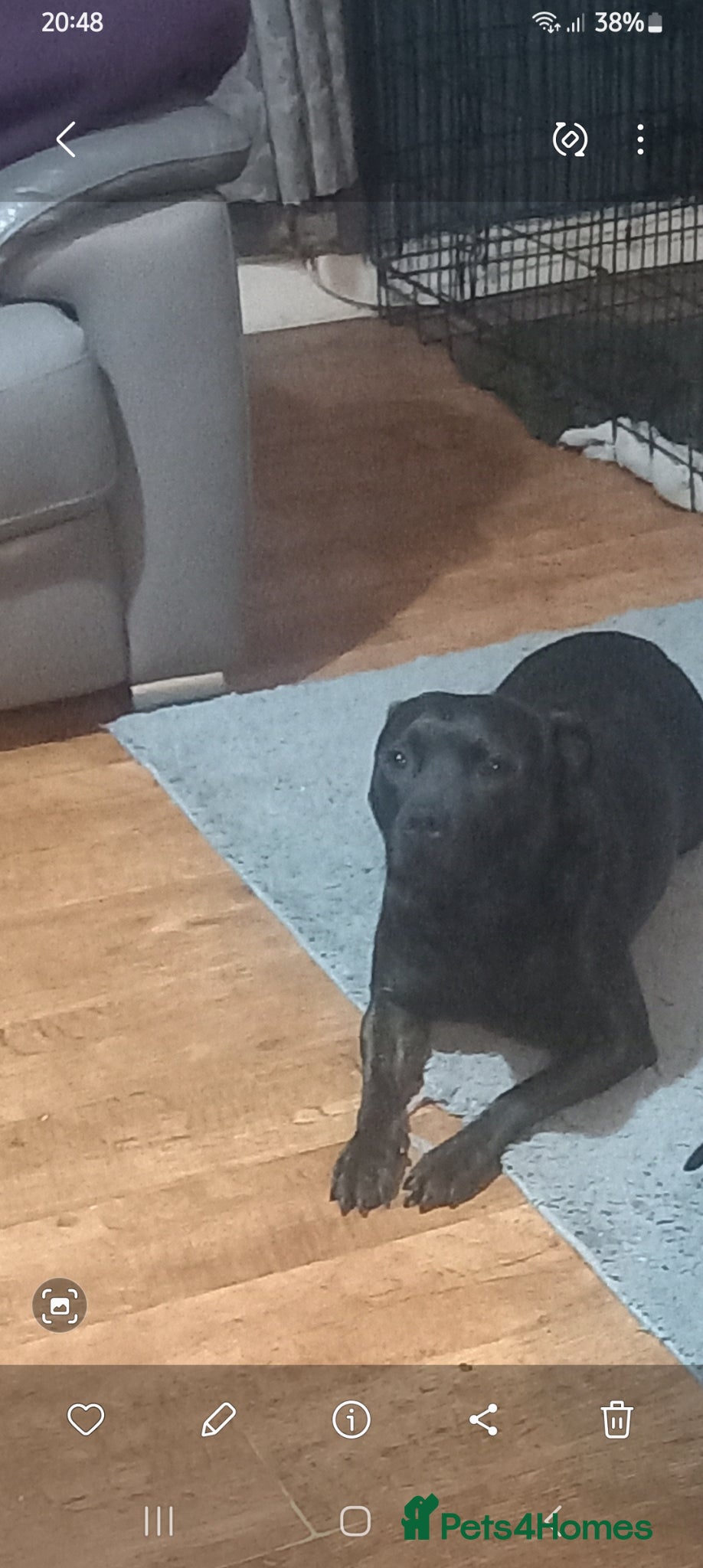 Mixed Breed dogs Male  - Advert 2